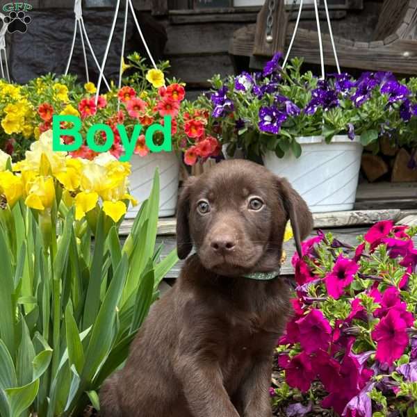 Boyd, Chocolate Labrador Retriever Puppy